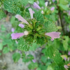 Ballota nigra