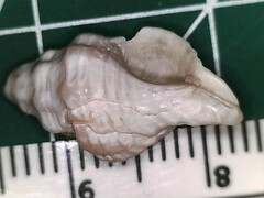 Vokesinotus perrugatus