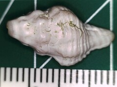 Vokesinotus perrugatus