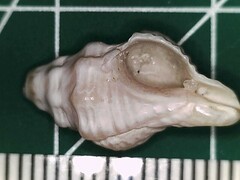 Vokesinotus perrugatus
