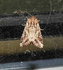 Spodoptera litura