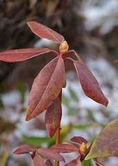 Rhododendron minus