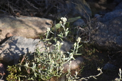 Pseudognaphalium biolettii