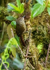 Syndactyla subalaris