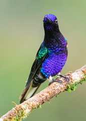 Boissonneaua jardini