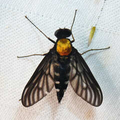 Chrysopilus thoracicus