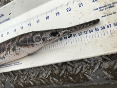 Lepisosteus oculatus