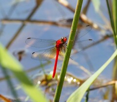 Rhodopygia cardinalis
