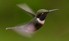 Philodice mitchellii