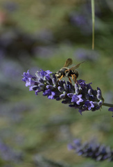 Rhodanthidium septemdentatum