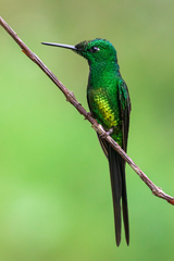 Heliodoxa imperatrix