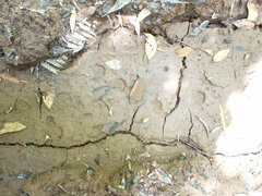 Trichosurus vulpecula