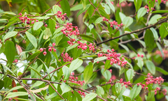 Cavendishia tarapotana