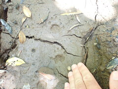 Trichosurus vulpecula