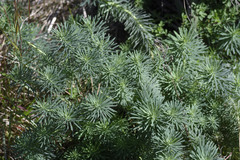 Euphorbia cyparissias