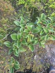 Brachyglottis elaeagnifolia
