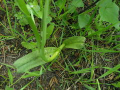 Dactylorhiza majalis baltica