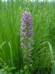 Dactylorhiza majalis baltica