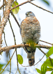 Harpagus bidentatus