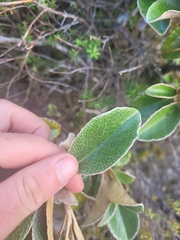 Brachyglottis elaeagnifolia