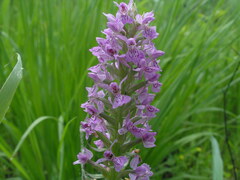 Dactylorhiza majalis baltica