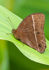 Parataygetis lineata