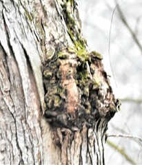 Agrobacterium radiobacter