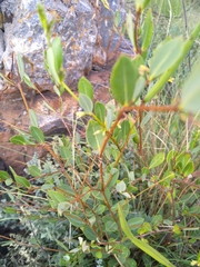 Cryptolepis oblongifolia
