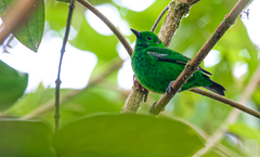Chlorochrysa phoenicotis