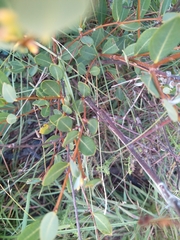 Cryptolepis oblongifolia
