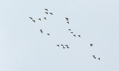 Ognorhynchus icterotis