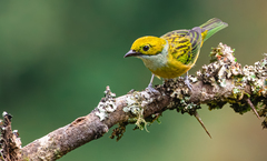 Tangara icterocephala