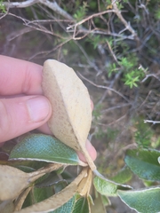 Brachyglottis elaeagnifolia