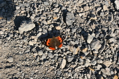 Vanessa vulcania
