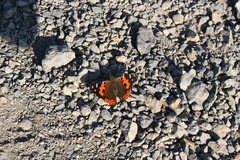 Vanessa vulcania