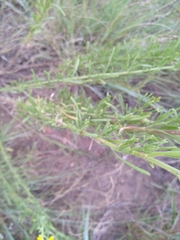 Nidorella resedifolia
