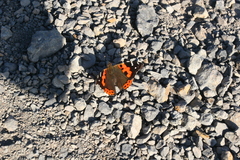 Vanessa vulcania