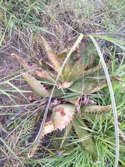Aloe greatheadii davyana