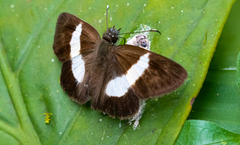Potamanaxas tschotky