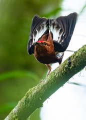 Machaeropterus deliciosus