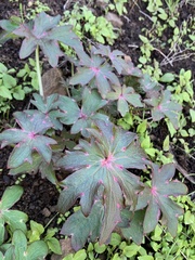 Delphinium cardinale