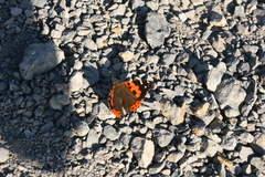 Vanessa vulcania