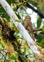 Xiphorhynchus triangularis