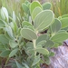 Lopholaena coriifolia - Photo (c) Kyle Campbell,  זכויות יוצרים חלקיות (CC BY-NC), הועלה על ידי Kyle Campbell