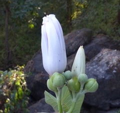 Ipomoea campanulata