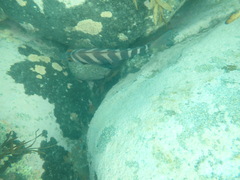 Chirodactylus spectabilis