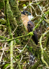 Micrastur semitorquatus