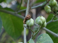 Ipomoea campanulata