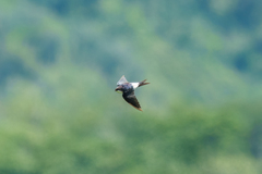 Pseudhirundo griseopyga