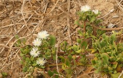Mesembryanthemum aitonis